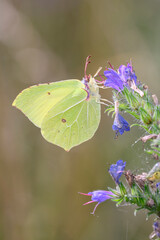 Common brimstone butterfly - Gonepteryx rhamni resting on viper's bugloss - Echium vulgare