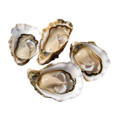 Naklejka premium oysters isolated on white background. With clipping path. 