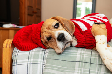 funny dog in a knitted hat and clothes is tired and lying on the bed