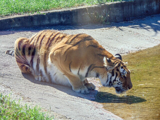 A Siberian tiger drinks water
