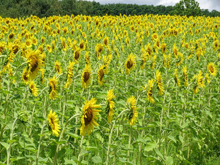 Sunflowers in the field in the summer. In Maramures county, Romania
