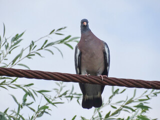 Common wood pigeon (Columba palumbus) in Romania