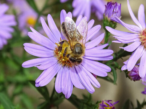 Bee on a Bushy Aster flower. Macro bee
