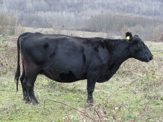 Black angus cow in the field