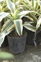 Closeup of the white and green color foliage and leaves of Dracaena White Aspen