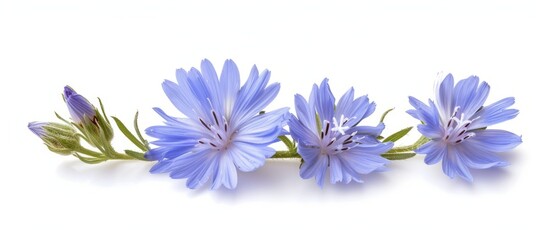 Fototapeta na wymiar A visually stunning image capturing the beauty of three electric blue flowers with violet petals on a white background.