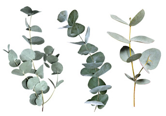 Eucalyptus branches. Vector.