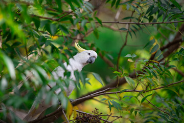 Cockatoo parrot sitting on a green tree branch in Australia. Big white and yellow cockatoo with...