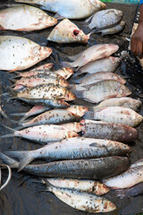 des mouches sur du poisson en vente sur un marché à Dakar au Sénégal en Afrique