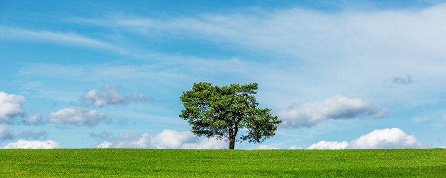 Grüner Baum auf einer Wiese mit Himmel und weissen wolken