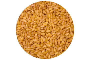 Bulgur wheat grains are yellow in color when raw