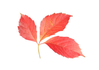 Naklejka na ściany i meble Autumn season. Bright leaf isolated on white