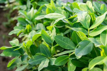 Peanut plantation fields with tree bush