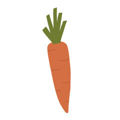 Hand drawn carrot, cartoon flat vector illustration isolated on white background. Cute drawing of root vegetable. Concepts of healthy diet and harvesting.