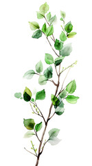 watercolor leaves illustration of branches on white background 