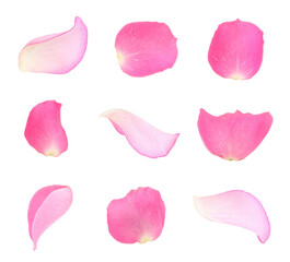 Pink rose petals isolated on white, set