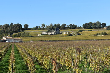 Fototapeta na wymiar landscape with a vineyard