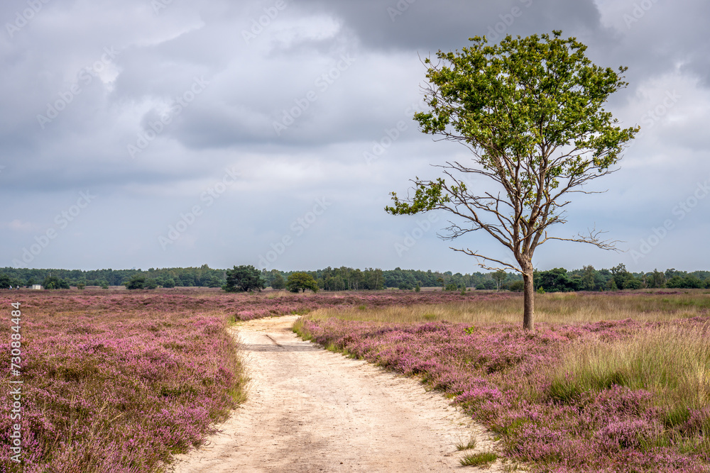 Wall mural Dark clouds over a Dutch heathland landscape in the summer. A sandy path meanders through the area. Many insects swarm in the air above the heath.