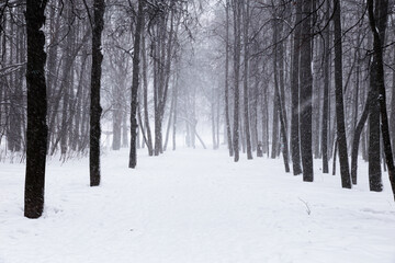 Snowfall in the park in foggy weather. Beautiful winter landscape.
