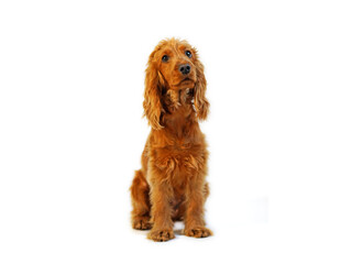 English Cocker Spaniel red dog on isolated white background in the studio
