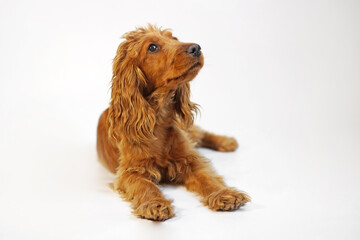 English Cocker Spaniel red dog on isolated white background in the studio