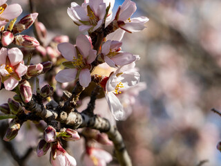 Blooming almond trees. Almond tree. White flowers. Flowers background.