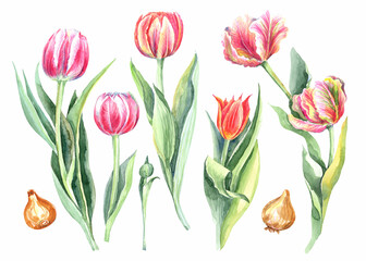 Fototapeta premium Watercolor floral illustration set , pink, red flowers, tulips, green leaf branches collection, for wedding stationary, greetings, wallpapers, fashion, background.