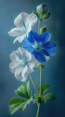 Fototapeta na wymiar A blue blue white geranium