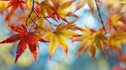 Close Up of Tree Leaves