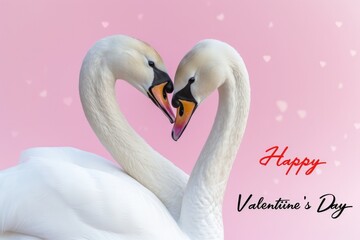 A Valentines day card, with photography of two white swans facing each other