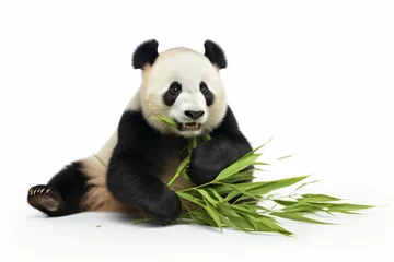 Foto op Plexiglas panda bear clipart © Asha.1in