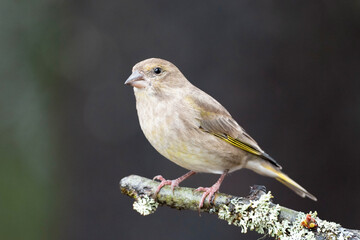 Obraz premium A Greenfinch (Chloris chloris)on a branch