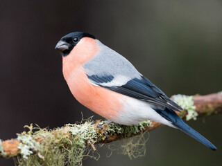 A Male Bullfinch (Pyrrhula pyrrhula) on a branch
