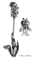 orchis ustulata. Botanical illustration of orchis. Monochrome orchis, black and white orchis hand drawing, orchis sketch