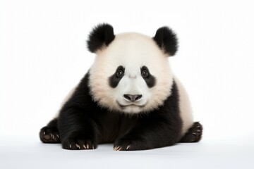 panda bear clipart