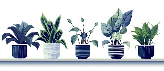 Color isolated illustration of house plants on a white background with blue pots