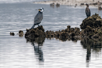 Great cormorant (Phalacrocorax carbo) or black shag perked on a rock at nature reserve of the...