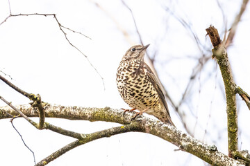 A Mistle thrush sits on the branch without leaves and looks towards the camera lens on a cloudy winter day. Close-up portrait of a Mistle thrush.