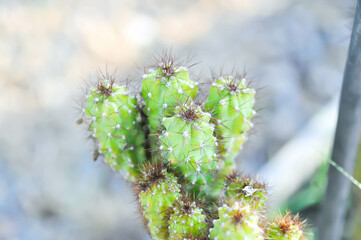 cactus , ERIOCEREUS Harrisia jusbertii or cactus or Fairytale castle or Cereus peruvianus or mammillaria