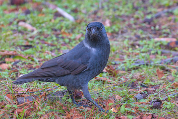 The Eurasian jackdaw, European jackdaw or simply jackdaw is a passerine bird from the crow family. A wild bird walks in the park. City bird among a colorful autumn landscape.