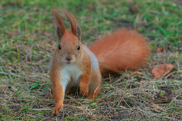 A bright fiery red squirrel with a fluffy tail and a white chest in a city park. Eurasian red squirrel, Sciurus vulgaris. Close-up.
