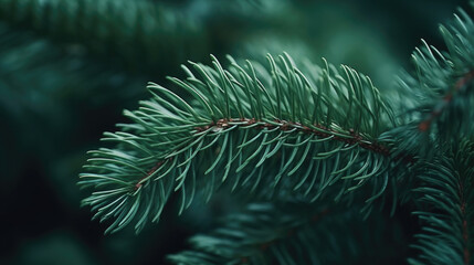 Close-Up Pine Tree Branch