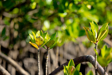 Mangrove buds, Ishigaki Island, wetlands