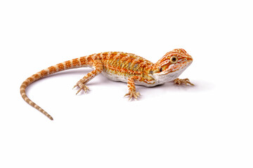 Fototapeta premium Baby bearded dragon full body, cute lizard onwhite background, animals close-up