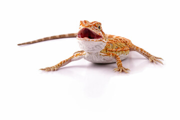 Baby bearded dragon full body, cute lizard onwhite background, animals close-up