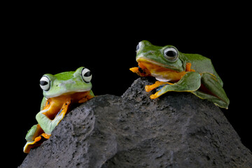Javanese tree frog on wood, Gliding frog (Rhacophorus reinwardtii)