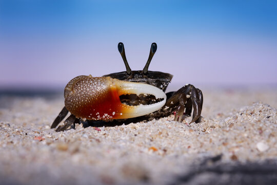 A fiddler crab on the beach sand