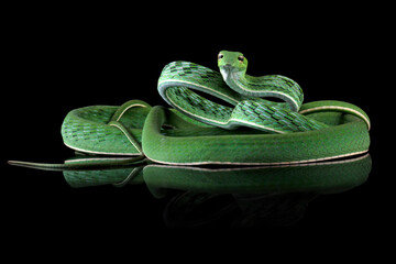 Asian vine snake or Ahaitulla prasina snake isolated on black background © Agus Gatam