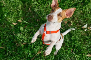 Funny Jack Russell terrier playing outdoor. Cute adorable doggy looking up in green grass.