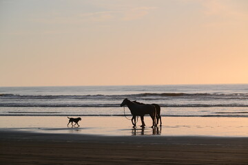 Landscape, animals in NewZealand